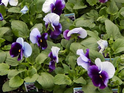 Pansy Delta Beaconsfield Pansies Plants Beaconsfield