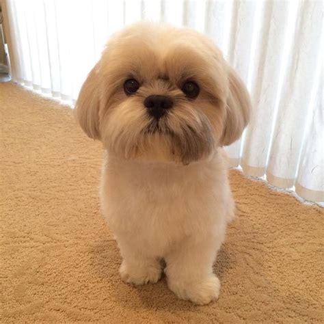 Know These Things If You Plan To Own A Cute Shih Tzu More