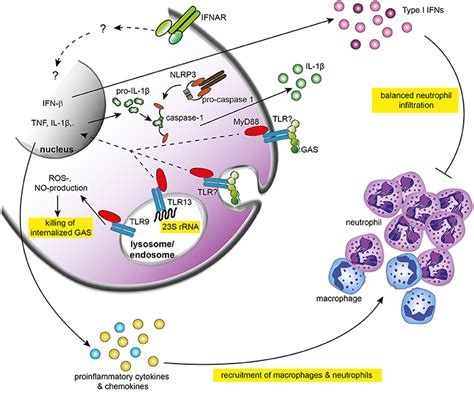 Frontiers Responses Of Innate Immune Cells To Group A Streptococcus