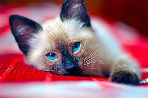 9 Cat Breeds That Don't Shed Much For People Who Are Sensitive To It