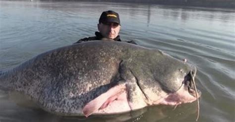 At 25 Meters And 260lbs Is This The Biggest Catfish Ever Caught