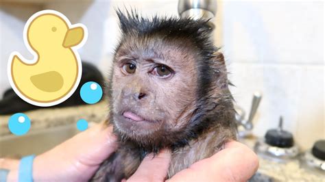 Monkey Loves Bath Time Relaxing Youtube