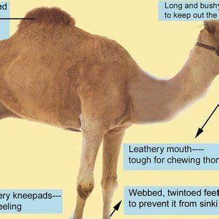 The camels have small ears covered with thick hair from all sides to protect them from flying desert dust. (PDF) Anatomical adaptation of the dromedary camel ...