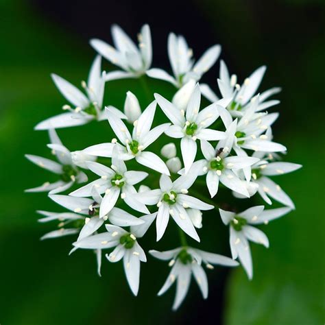 Buy Wild Garlic Syn Allium Ursinum Allium Ursinum £299 Delivery By