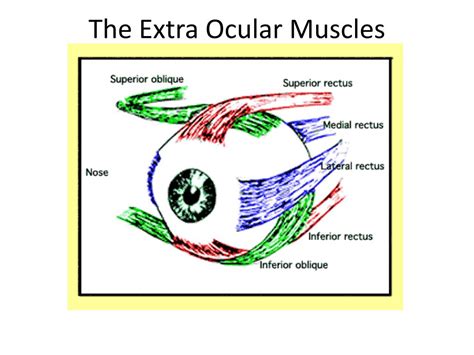 Ppt Extra Ocular Movements Powerpoint Presentation Free Download