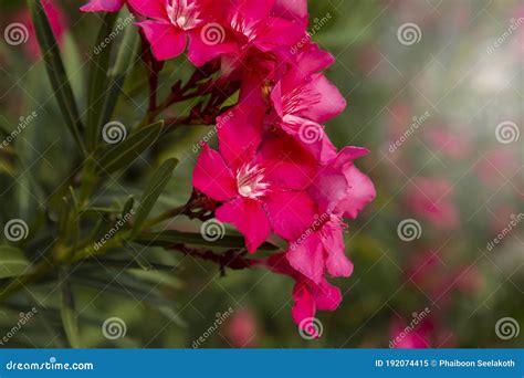 Blooming Pink Oleander Flowers Oleander Nerium Close Up Stock Image