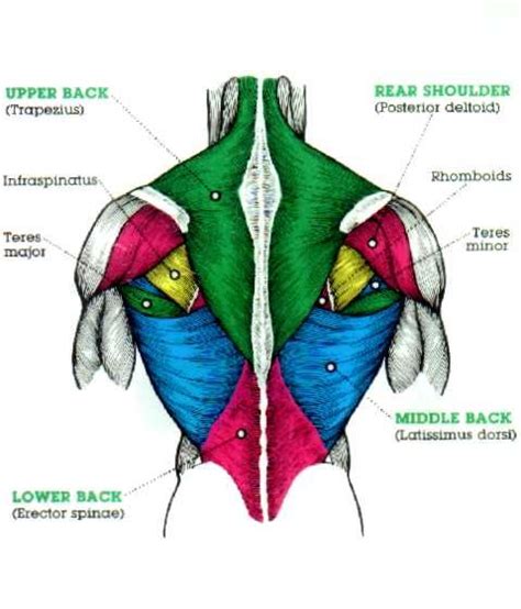The back comprises the dorsal part of the neck and the torso (dorsal body cavity) from the occipital bone to the top of the tailbone. what muscles do pullups work | ... steelfit regularly sings the praises of our favorite the pull ...