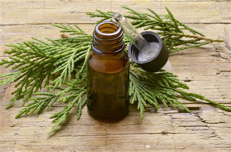 Cypress essential oil comes from the tree cupressus sempervirens. Cypress Essential Oil Uses and Benefits for Acne, Skin ...