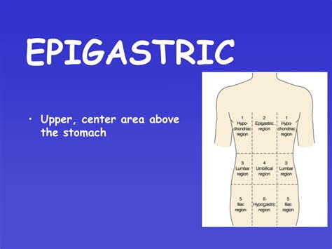 Epigastric Region Definition Of Epigastric Region By Medical Dictionary