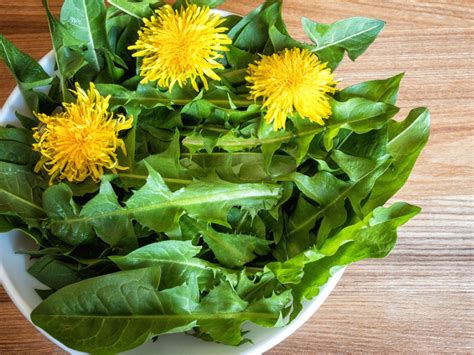 Dandelion Uses How To Use Dandelion Flowers And Plants Gardening