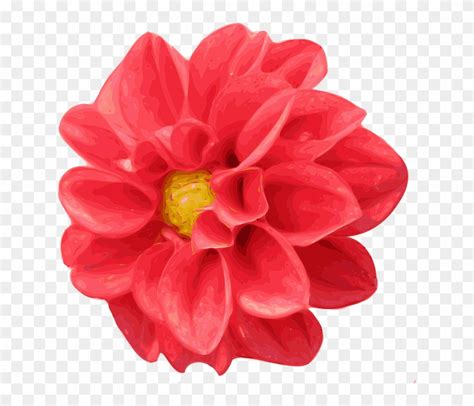 Hibiscus Clipart Coral Dahlia Flower Clip Art Hd Png Download