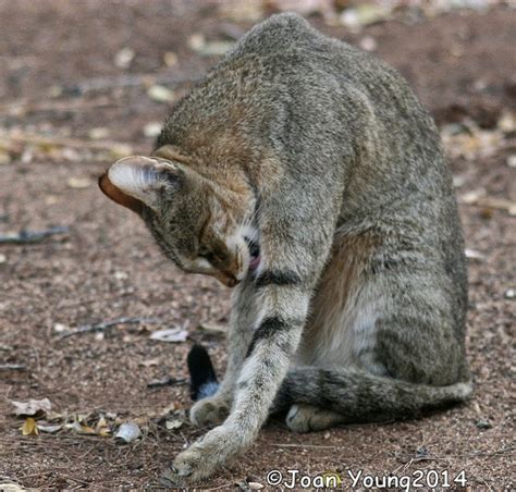 South African Photographs African Wildcat Felis Lybica Griselda