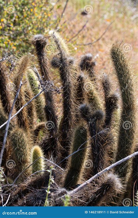 Cylindropuntia Spp Or Cholla Cactus From Californian Coastal Shrub