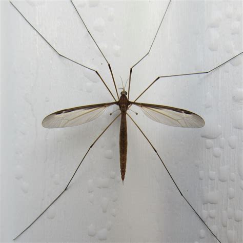 Argentina Giant Mosquito Maxnewz A Wide Variety Of Giant Mosquito