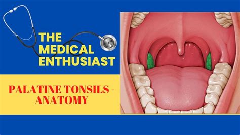 Anterior Tonsillar Pillar Anatomy