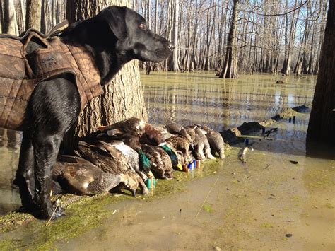 Mississippi Duck Hunting Ushuntlist Tallahatchie Hunts
