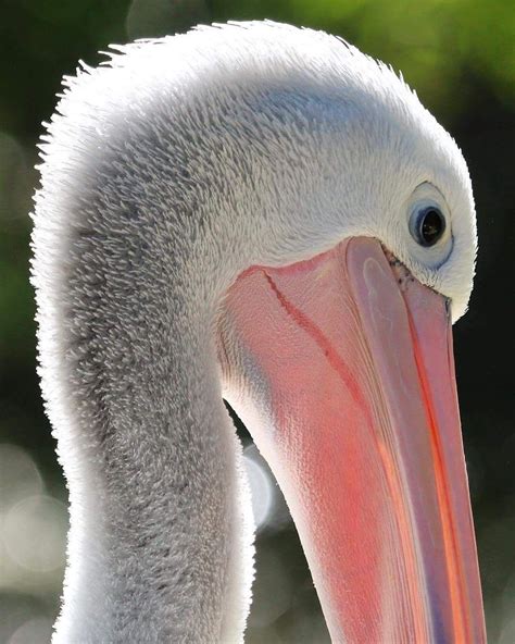 Australian Pelican | Australian animals, Australian birds 