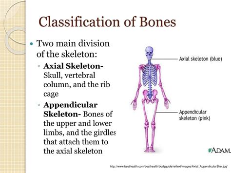 Ppt The Skeletal System Powerpoint Presentation Free Download Id3789890