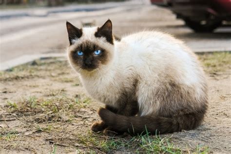 Mèo Xiêm Siamses Nguồn Gốc đặc điểm Và Giá Bán Thế Giới Loài Mèo