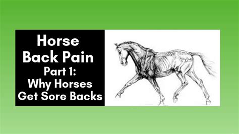 Horse Back Pain Part 1 Why Horses Get Sore Backs 2020 Youtube