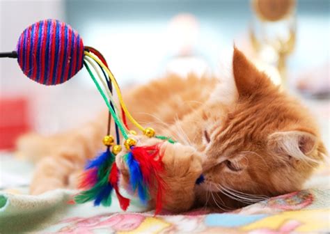 Funfetti cake pops, watermelon pops. 5 Easy Ways to Help Keep Your Indoor Cat Active