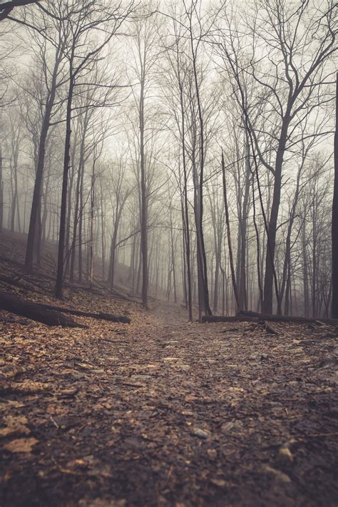 Browse Free Hd Images Of Eerie Path Towards A Foggy Forest