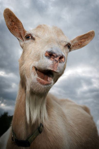 Goat Smile Stock Photos Pictures And Royalty Free Images Istock