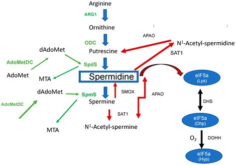 Biomolecules Free Full Text The Role Of Spermidine And Its Key