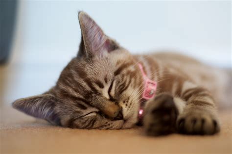 フリー写真素材 動物 哺乳類 ネコ科 猫ネコ 子猫小猫 寝顔寝ている 画像素材なら無料フリー写真素材のフリーフォト