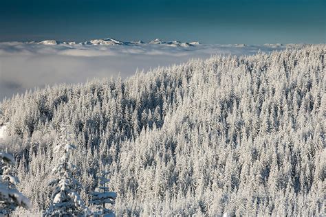 Snow Covers A Coniferous Forest In The Washington State Cascade
