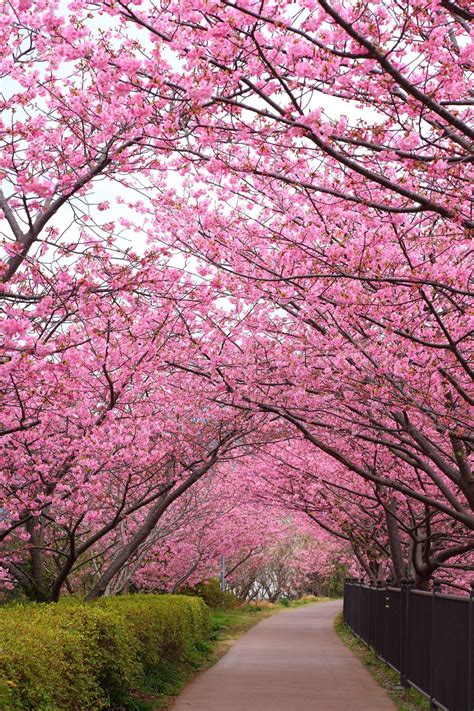 A Luxury Travel Guide For First Time Visitors To Japan Pink Blossom