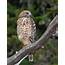 A Young Red Shouldered Hawk As Photographed By Paul Brewer 