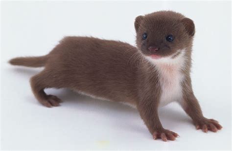 Baby Least Weasel Weasels Pinterest Ferret Otters And Animal