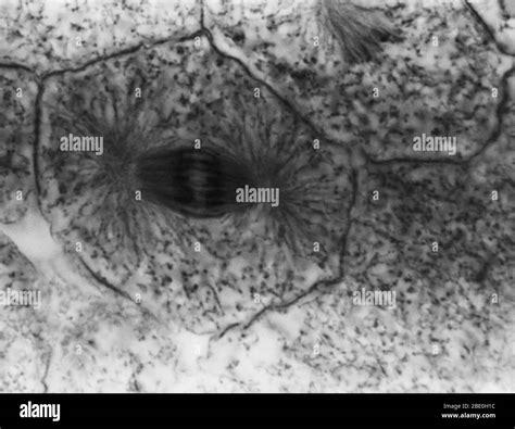 Anaphase In Mitosis Black And White Stock Photos And Images Alamy