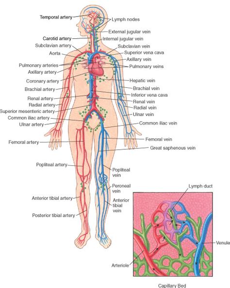 This is very important, because your blood carries oxygen to all the organs and tissues of your body. Biology of the Blood Vessels - Heart and Blood Vessel Disorders - MSD Manual Consumer Version