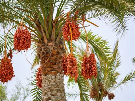 5 Seeds Medjool Date Palm Tree