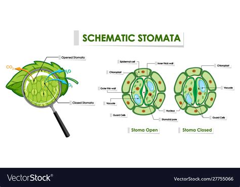 Diagram Showing Schematic Stomata Royalty Free Vector Image