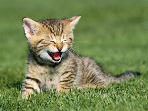 Pin By Doug Mcbride On Animals Smiling Animals Baby Kittens Kitten