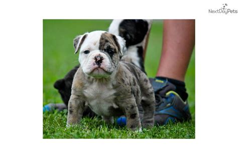 Hamel said the puppy is microchipped and. English Bulldog puppy for sale near Birmingham, Alabama ...