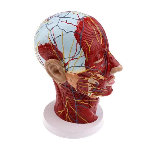 Buy KESOTO Anatomical Head Median Sagittal Teaching Model Nerves