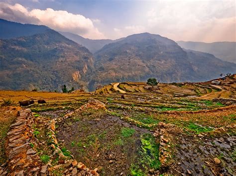 Terrace Farming In The Hills Of Lower Himalayas Nepal Flickr