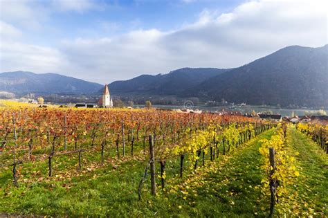 Weissenkirchen Wachau Valley Autumn Colored Leaves And Vineyards On A