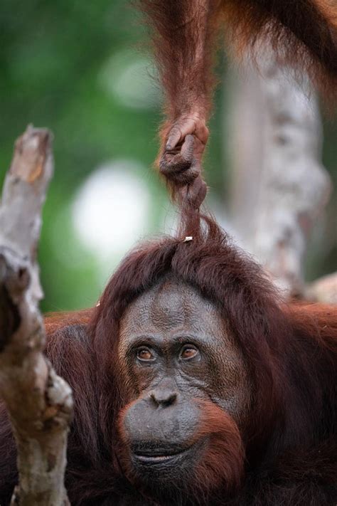 Apes Like To Playfully Tease Each Other Scientists Find Times And Star