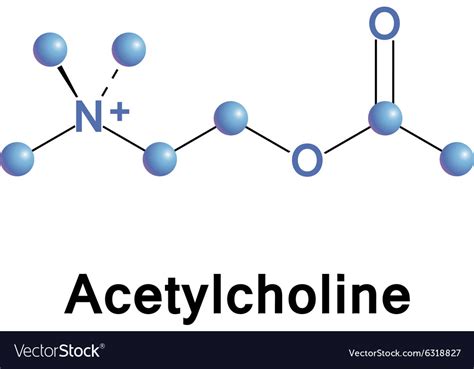 Acetylcholine Royalty Free Vector Image Vectorstock