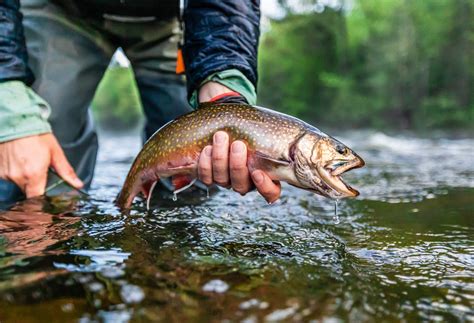 Fly Fishing Maine S Rapid River Eastbound And Trout