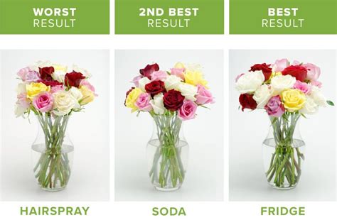 Always cut at an angle to give as much surface area to drink from! How to Make Flowers Last Longer: 9 Tricks | ProFlowers ...