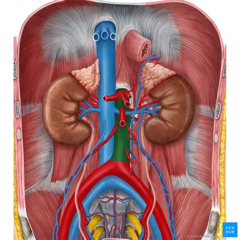 Instant Anatomy Abdomen Vessels Arteries Abdominal Aorta Relations