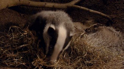 Bbc Two The Burrowers Learning Zone How Do Rabbits Live Underground