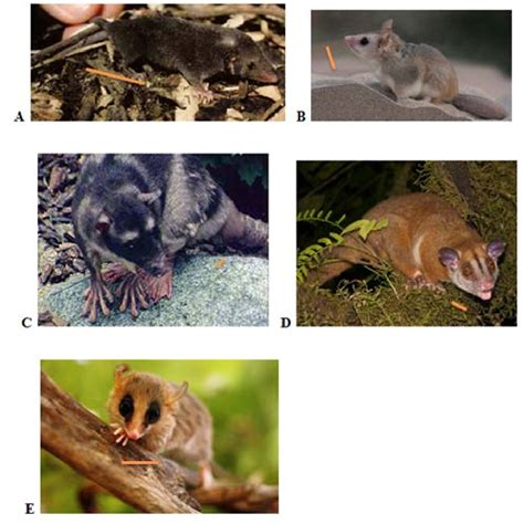 Figure 1 From The Phylogeny And Biogeography Of The Monito Del Monte