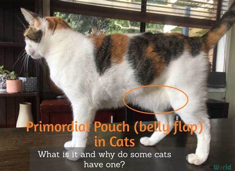Primordial Pouch Cat Belly Flap What Is It Cat World Baby Cats